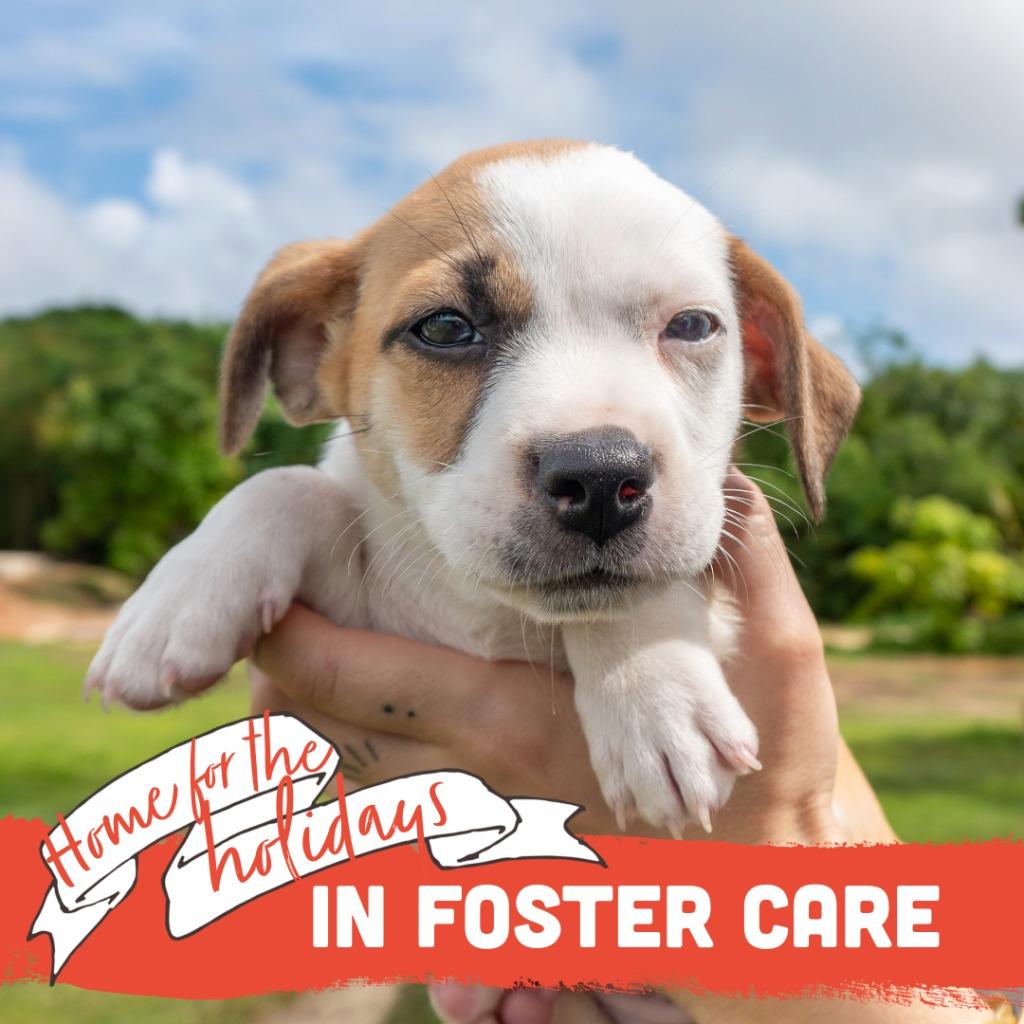 Enlarge Adie Apple, a Adoptable mixed breed in Mangilao, GU image 2/3