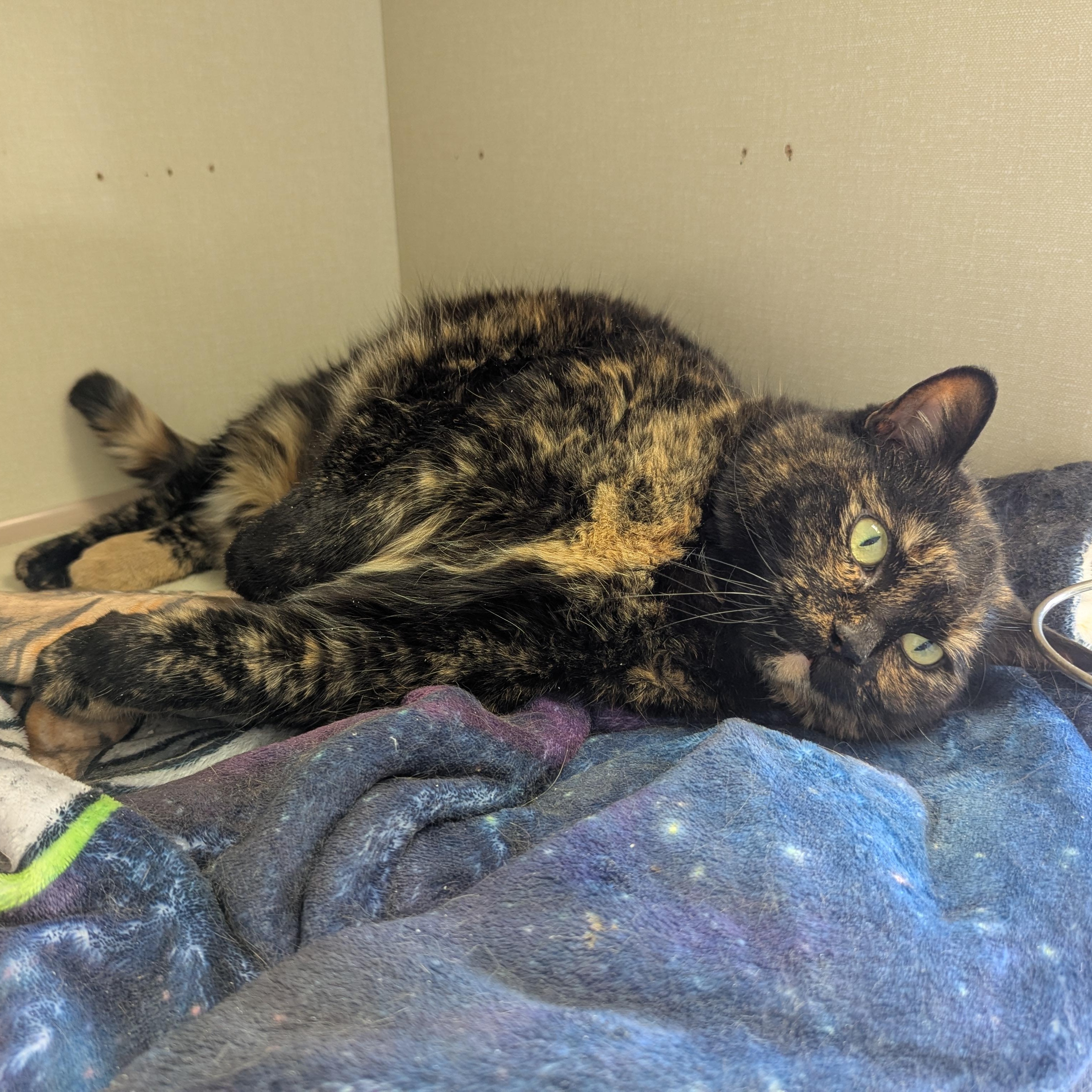 Enlarge Mindy, a ADOPTABLE Domestic Short Hair in Morden, MB image 4/4