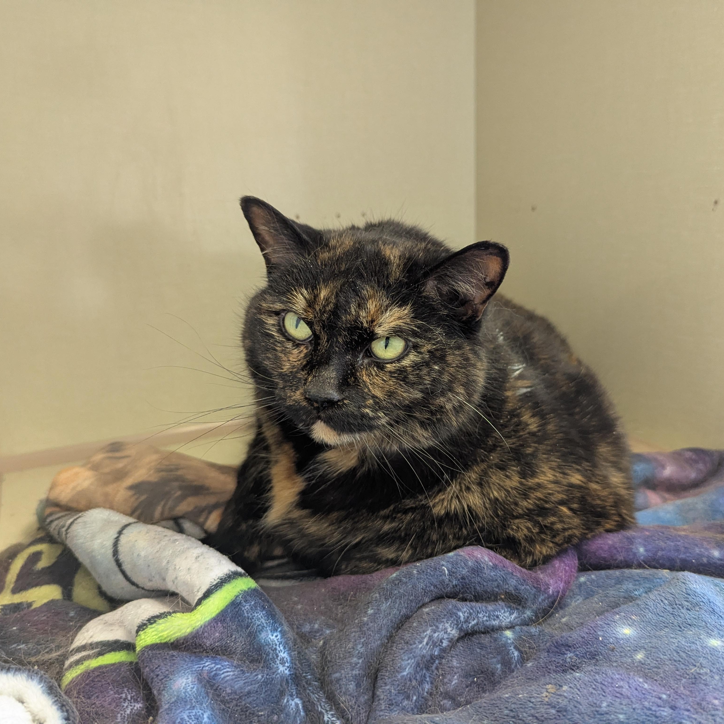 Enlarge Mindy, a ADOPTABLE Domestic Short Hair in Morden, MB image 1/4