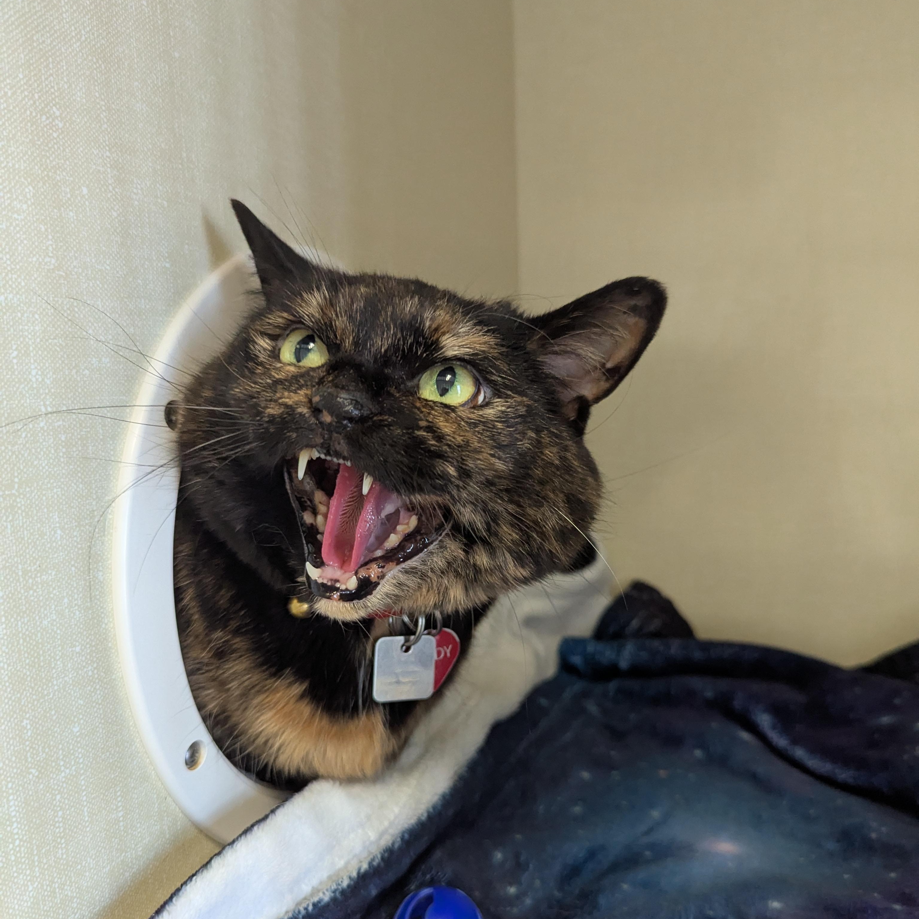 Enlarge Mindy, a ADOPTABLE Domestic Short Hair in Morden, MB image 2/4