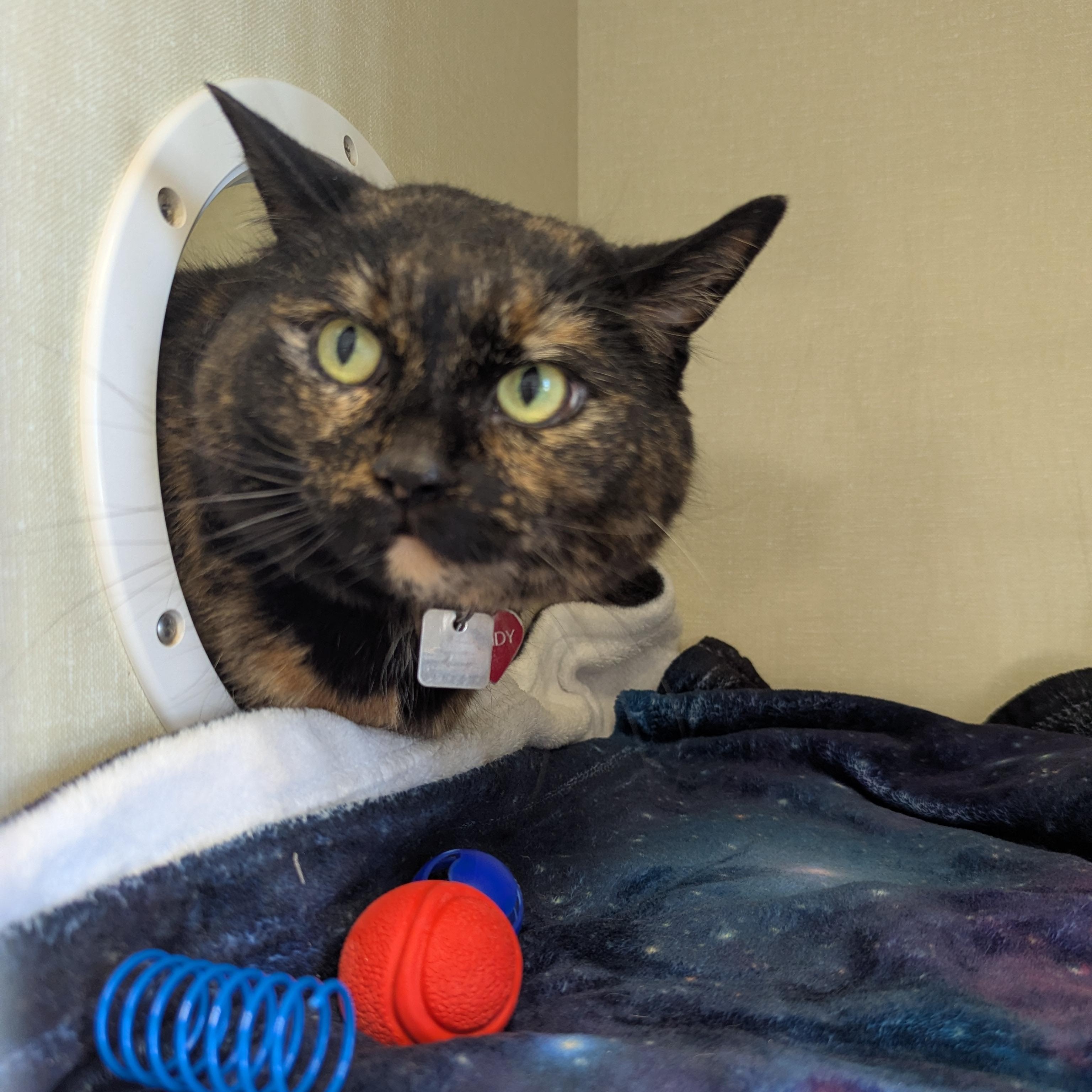 Enlarge Mindy, a ADOPTABLE Domestic Short Hair in Morden, MB image 3/4