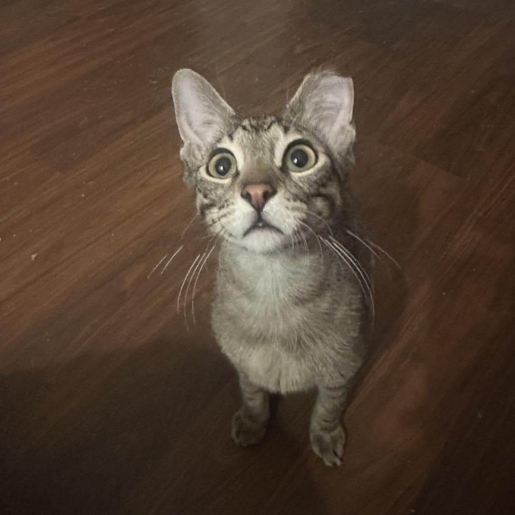 Enlarge Boba - Bonded to Bibi, a Adoptable Domestic Short Hair in Middleton, WI image 1/5