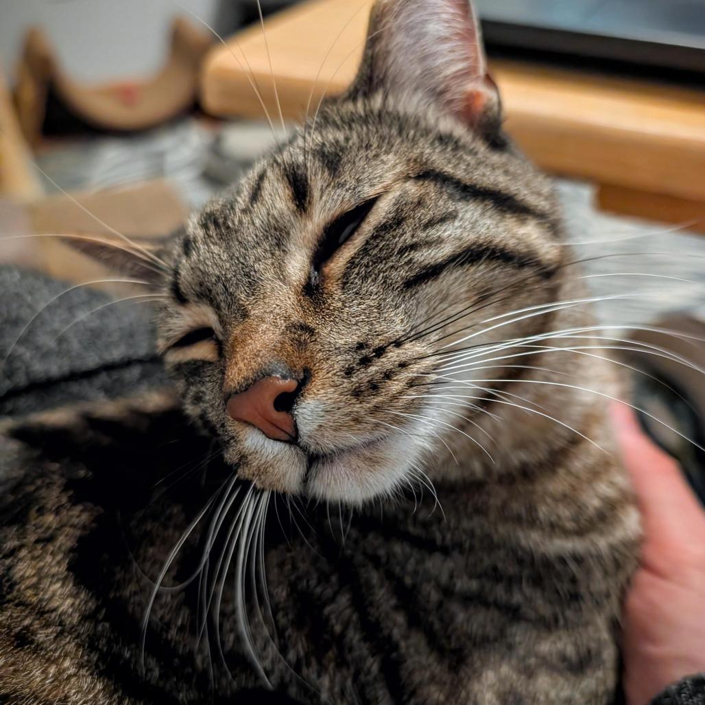 Enlarge Boba - Bonded to Bibi, a Adoptable Domestic Short Hair in Middleton, WI image 2/5