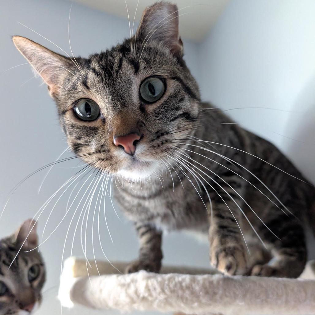 Enlarge Boba - Bonded to Bibi, a Adoptable Domestic Short Hair in Middleton, WI image 3/5