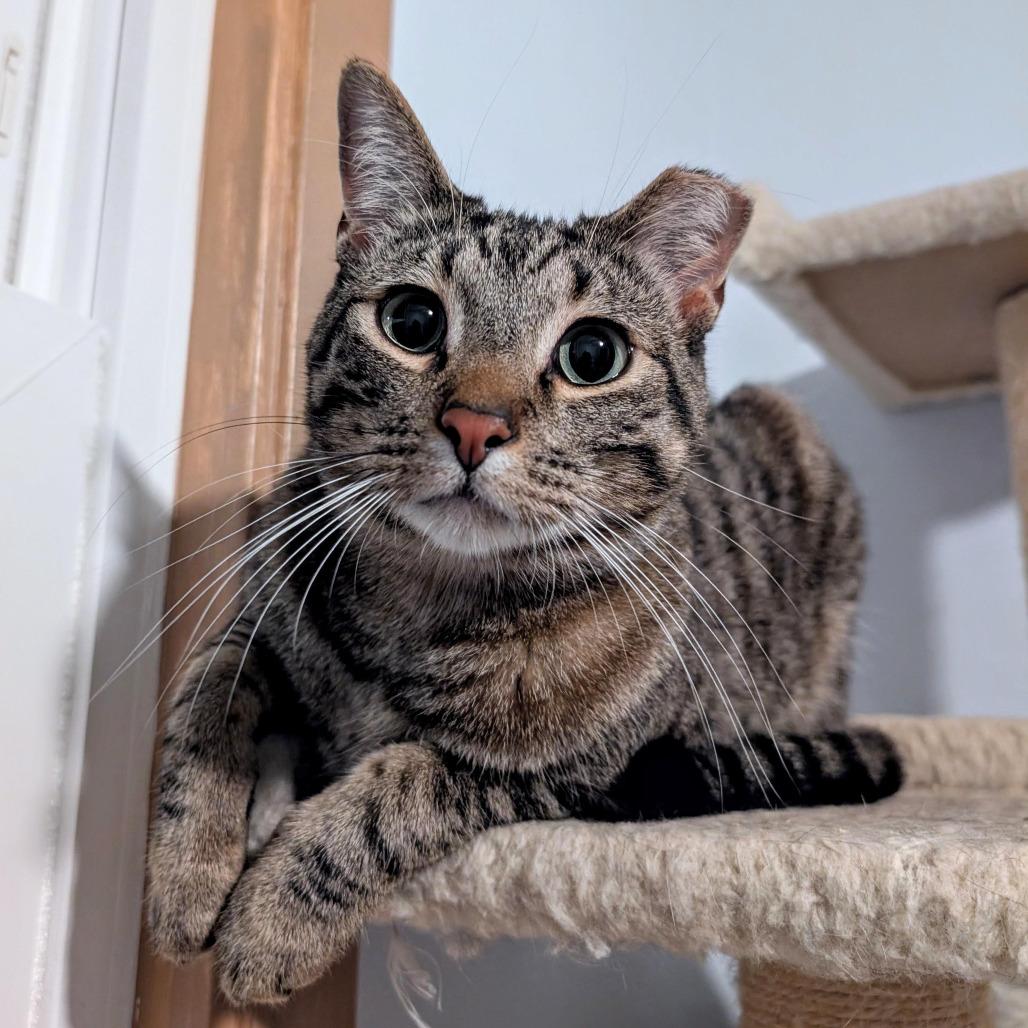 Enlarge Boba - Bonded to Bibi, a Adoptable Domestic Short Hair in Middleton, WI image 4/5