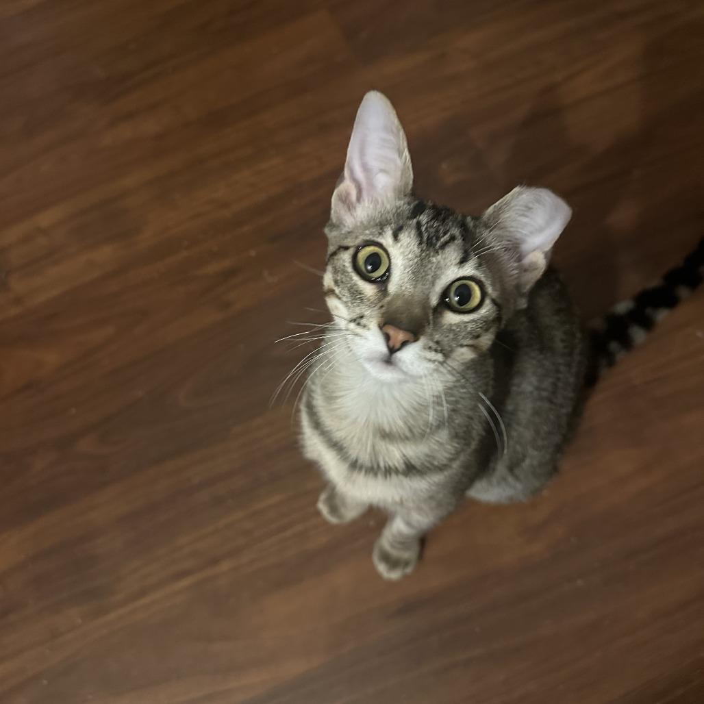 Enlarge Boba - Bonded to Bibi, a Adoptable Domestic Short Hair in Middleton, WI image 5/5