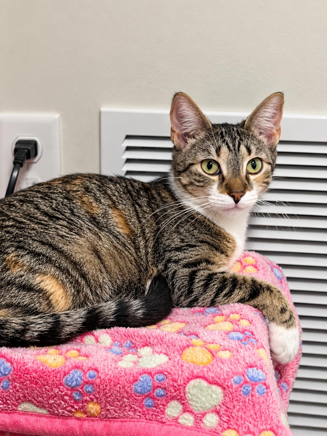 Pearl, Adoptable, Young Female Domestic Short Hair.