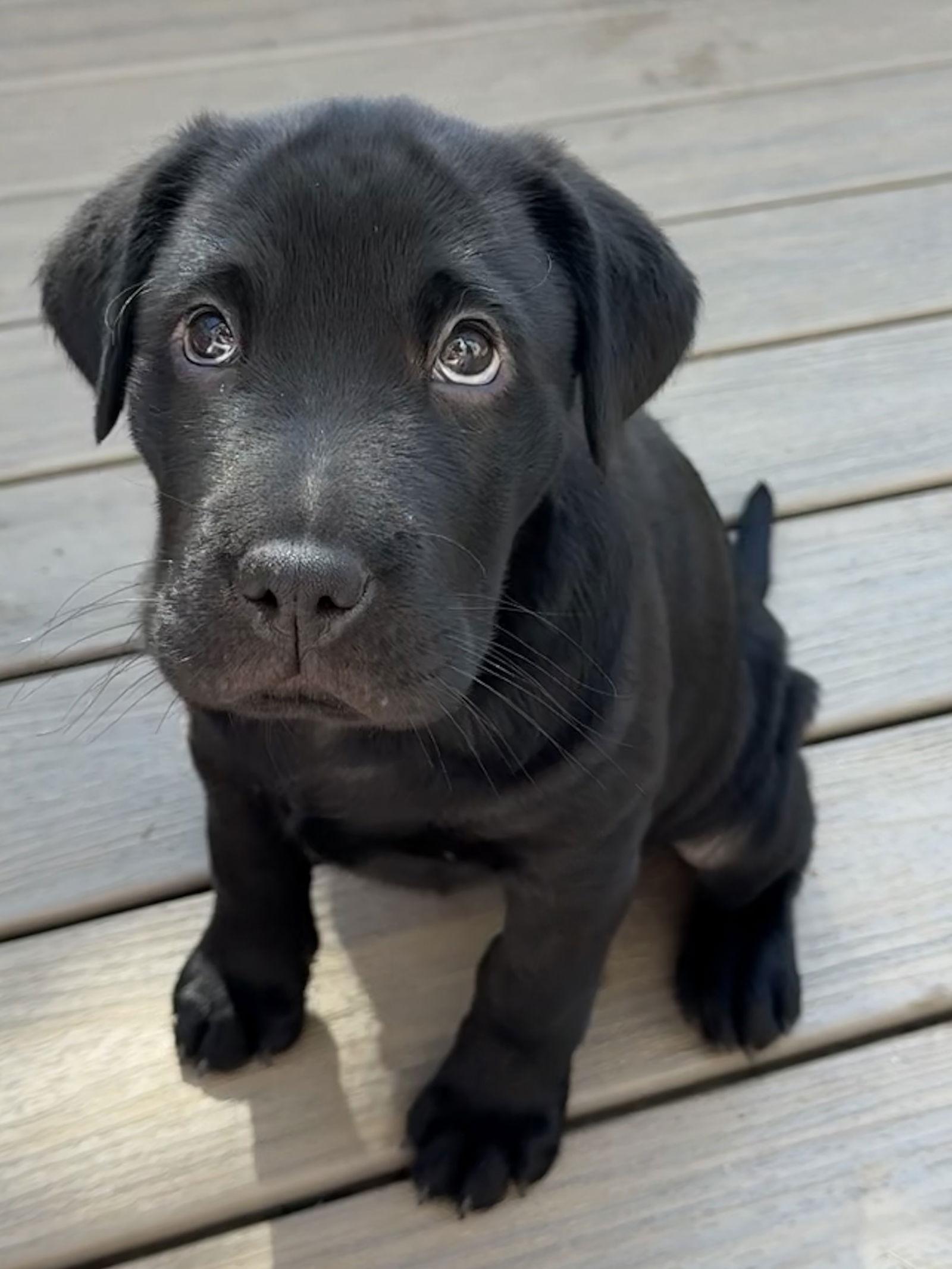 Enlarge Valentina, a Adoptable mixed breed in Woodstock, GA image 2/3