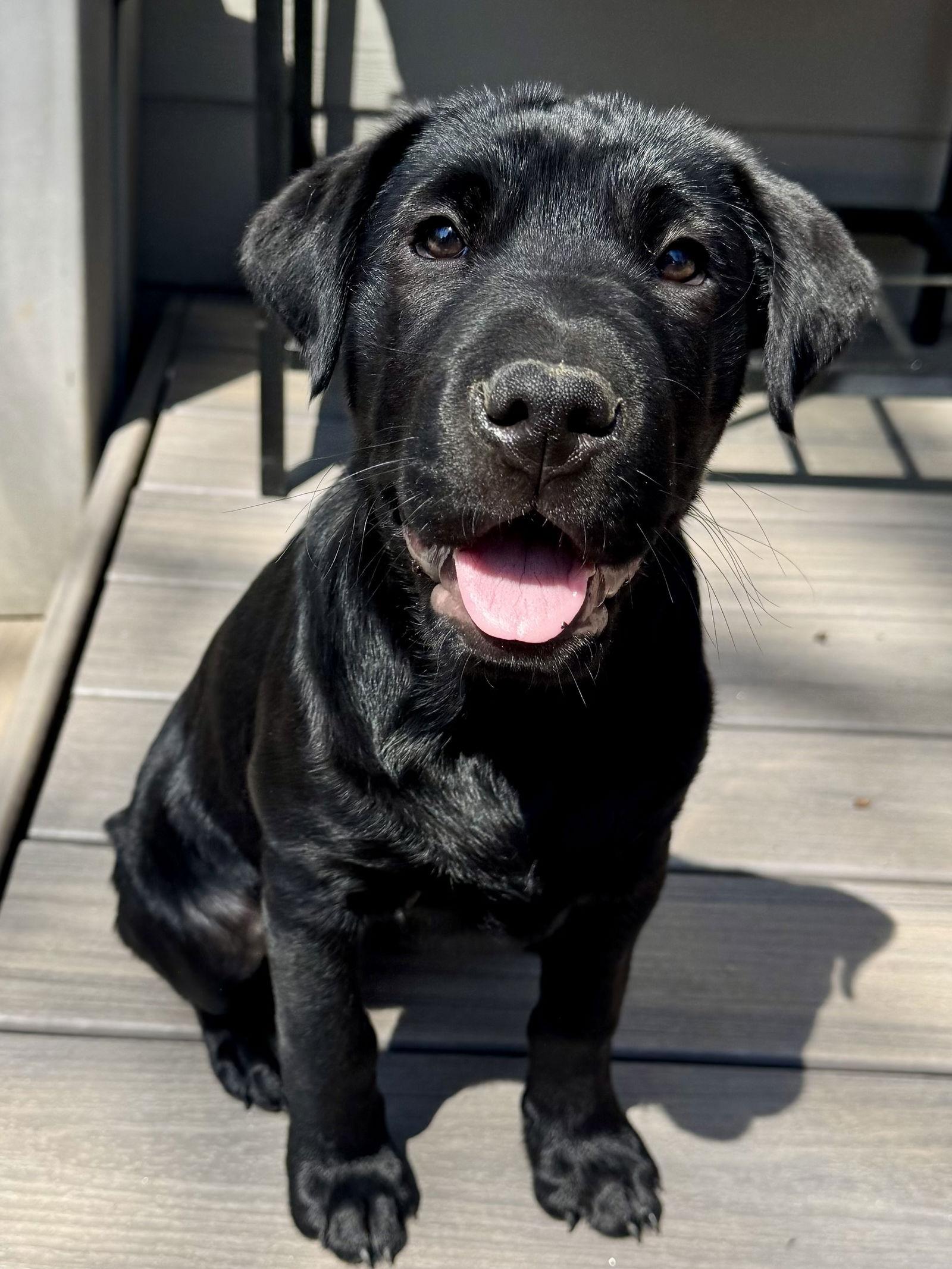Valentina, Adoptable, Puppy Female Shar-Pei & Standard Poodle.