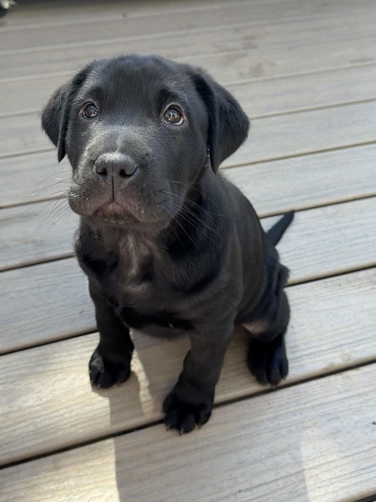 Enlarge Valentina, a Adoptable mixed breed in Woodstock, GA image 3/3
