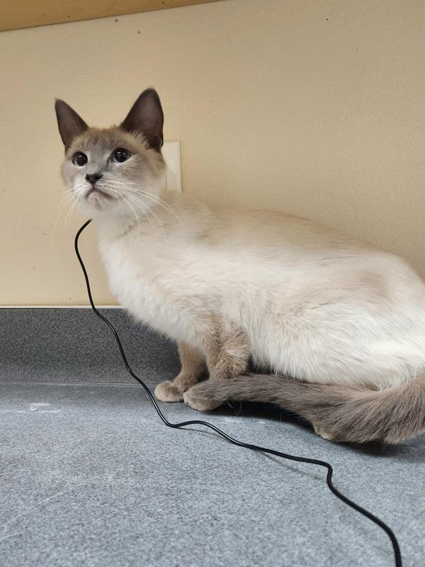 Summer, Adoptable, Adult Female Siamese.
