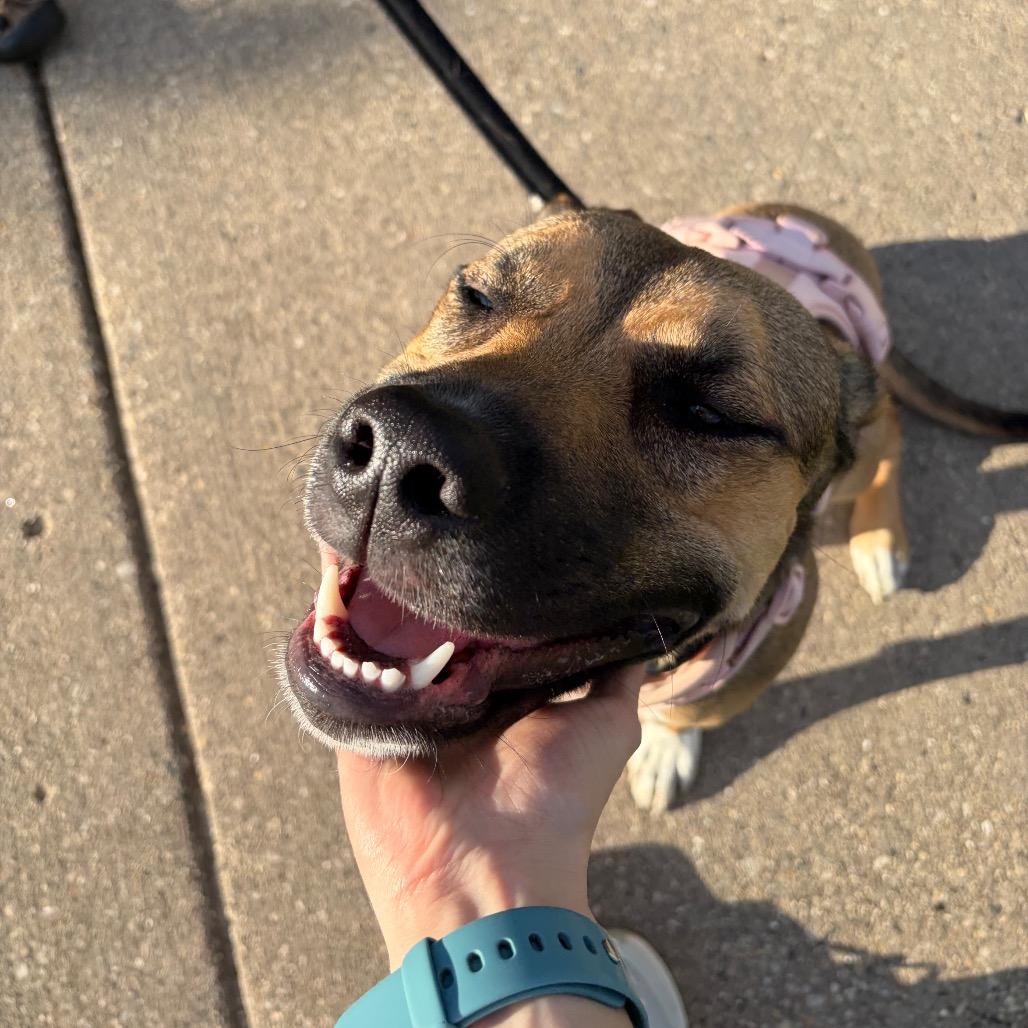 Jo Dee, Adoptable, Young Female Mixed Breed.
