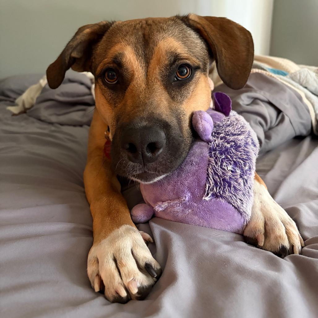 Jo Dee, a Adoptable Mixed Breed in Madison, WI image 2/6