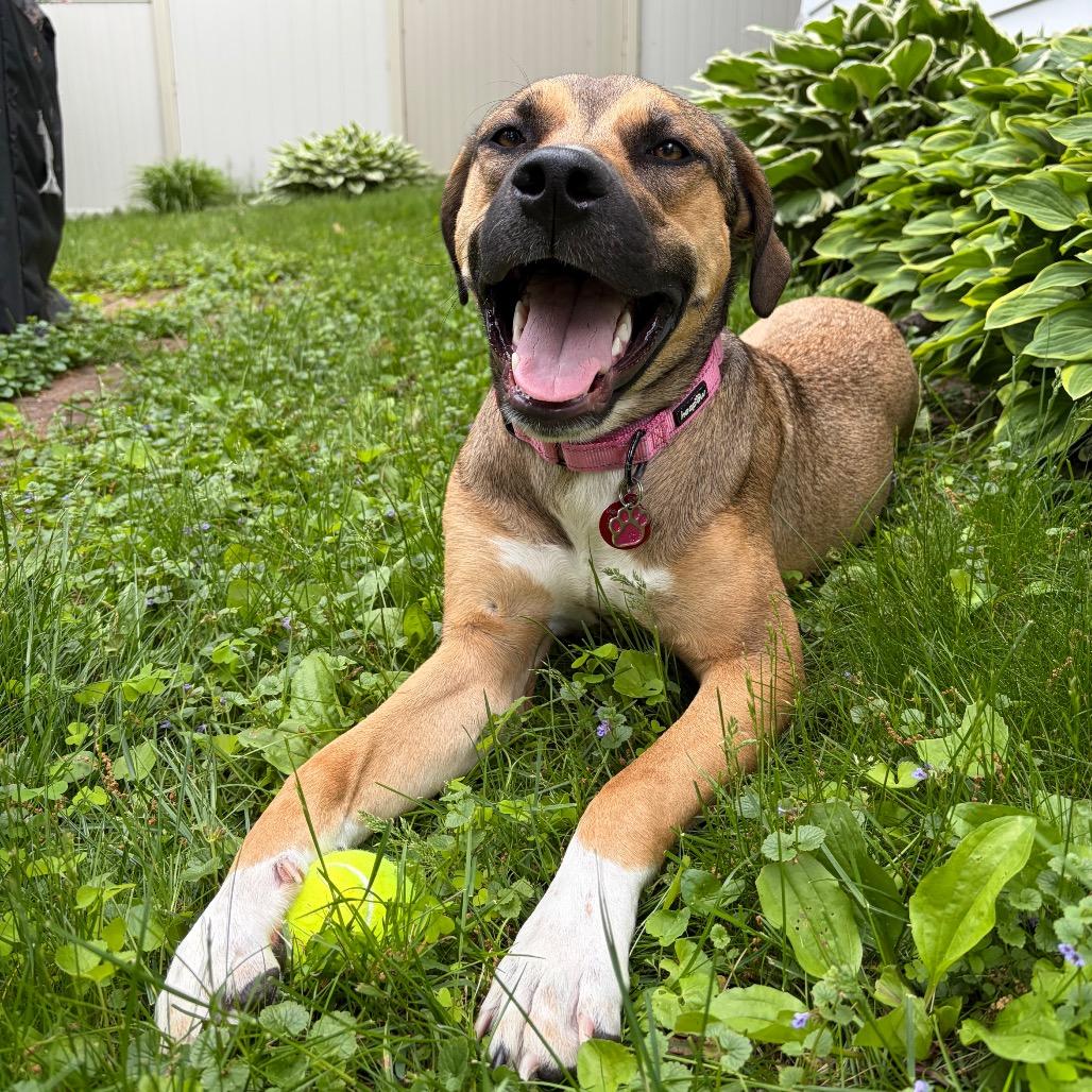 Jo Dee, a Adoptable Mixed Breed in Madison, WI image 3/6