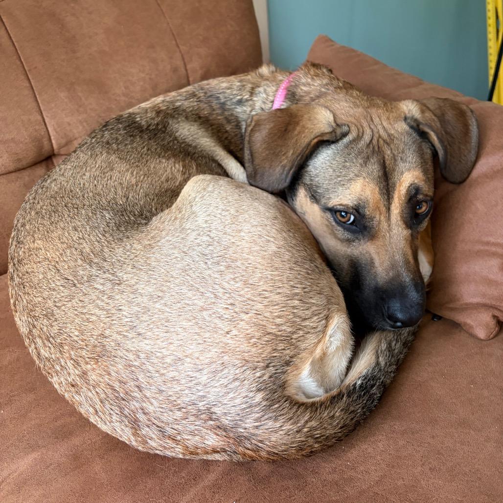 Jo Dee, a Adoptable Mixed Breed in Madison, WI image 4/6