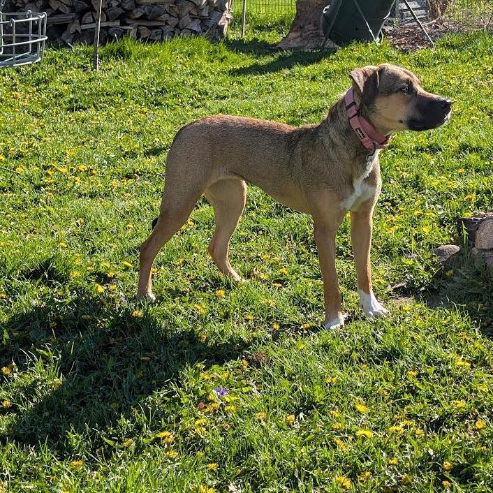 Jo Dee, a Adoptable Mixed Breed in Madison, WI image 5/6