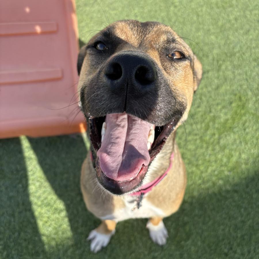 Jo Dee, a Adoptable Mixed Breed in Madison, WI image 6/6
