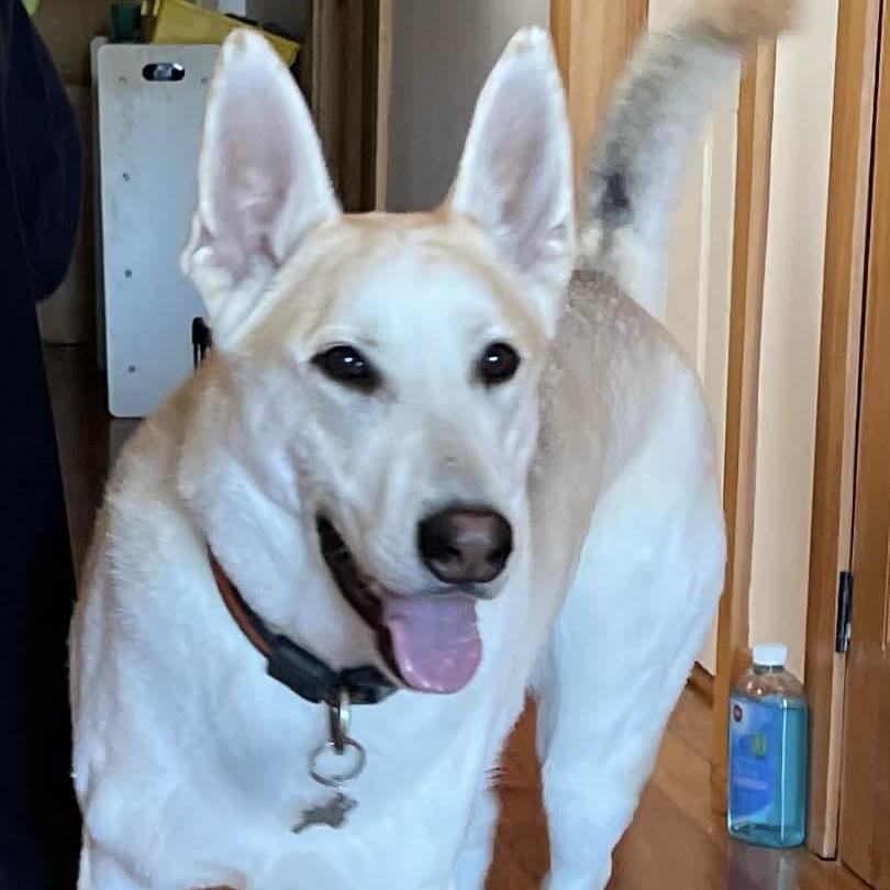 Cooper (20240415-01), an adoptable Shepherd, Husky in Cambridge, ON, N1R 5W8 | Photo Image 2