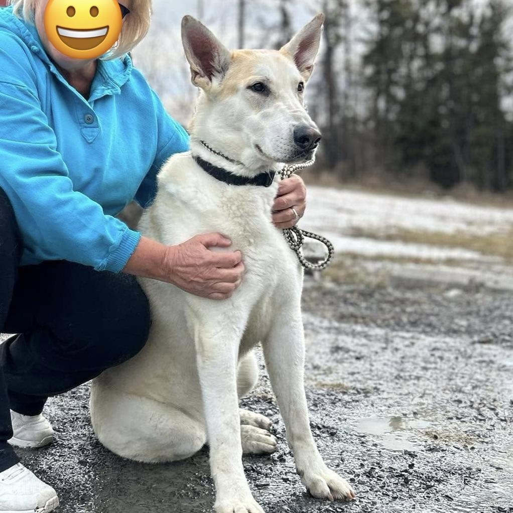 Cooper (20240415-01), an adoptable Shepherd, Husky in Cambridge, ON, N1R 5W8 | Photo Image 3
