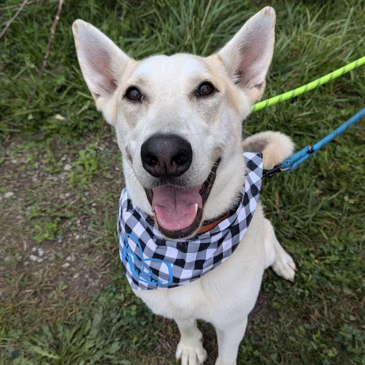 Enlarge Cooper (20240415-01), a Adoptable mixed breed in Cambridge, ON image 3/6