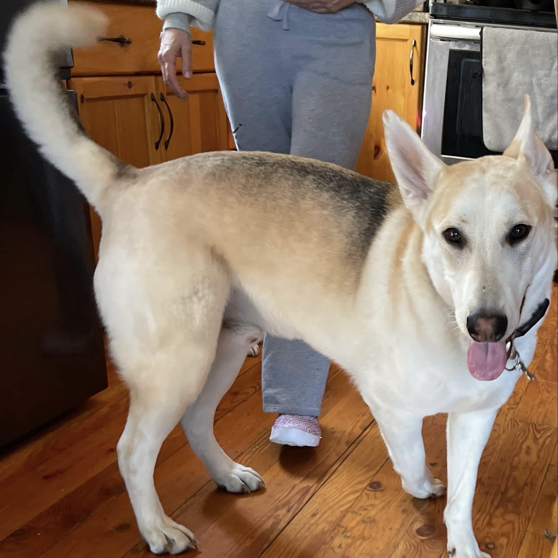 Cooper (20240415-01), an adoptable Shepherd, Husky in Cambridge, ON, N1R 5W8 | Photo Image 4