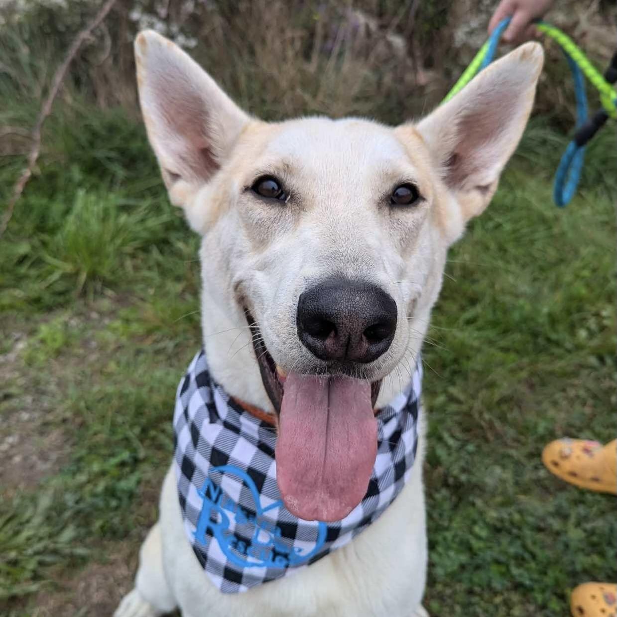 Cooper (20240415-01), an adoptable Shepherd, Husky in Cambridge, ON, N1R 5W8 | Photo Image 5