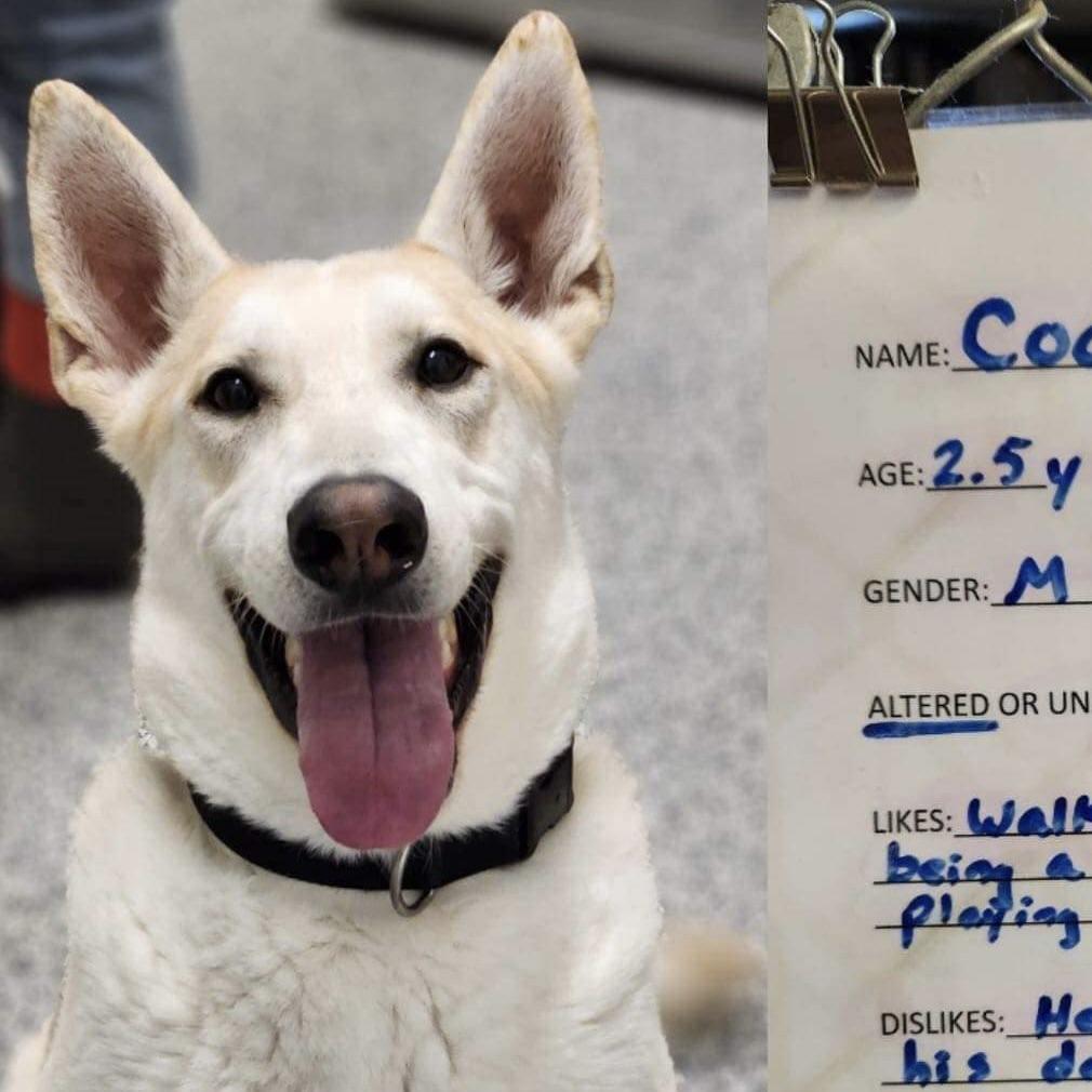 Cooper (20240415-01), an adoptable Shepherd, Husky in Cambridge, ON, N1R 5W8 | Photo Image 6