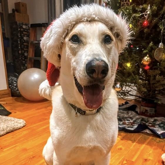 Cooper (20240415-01) — thumbnail 6