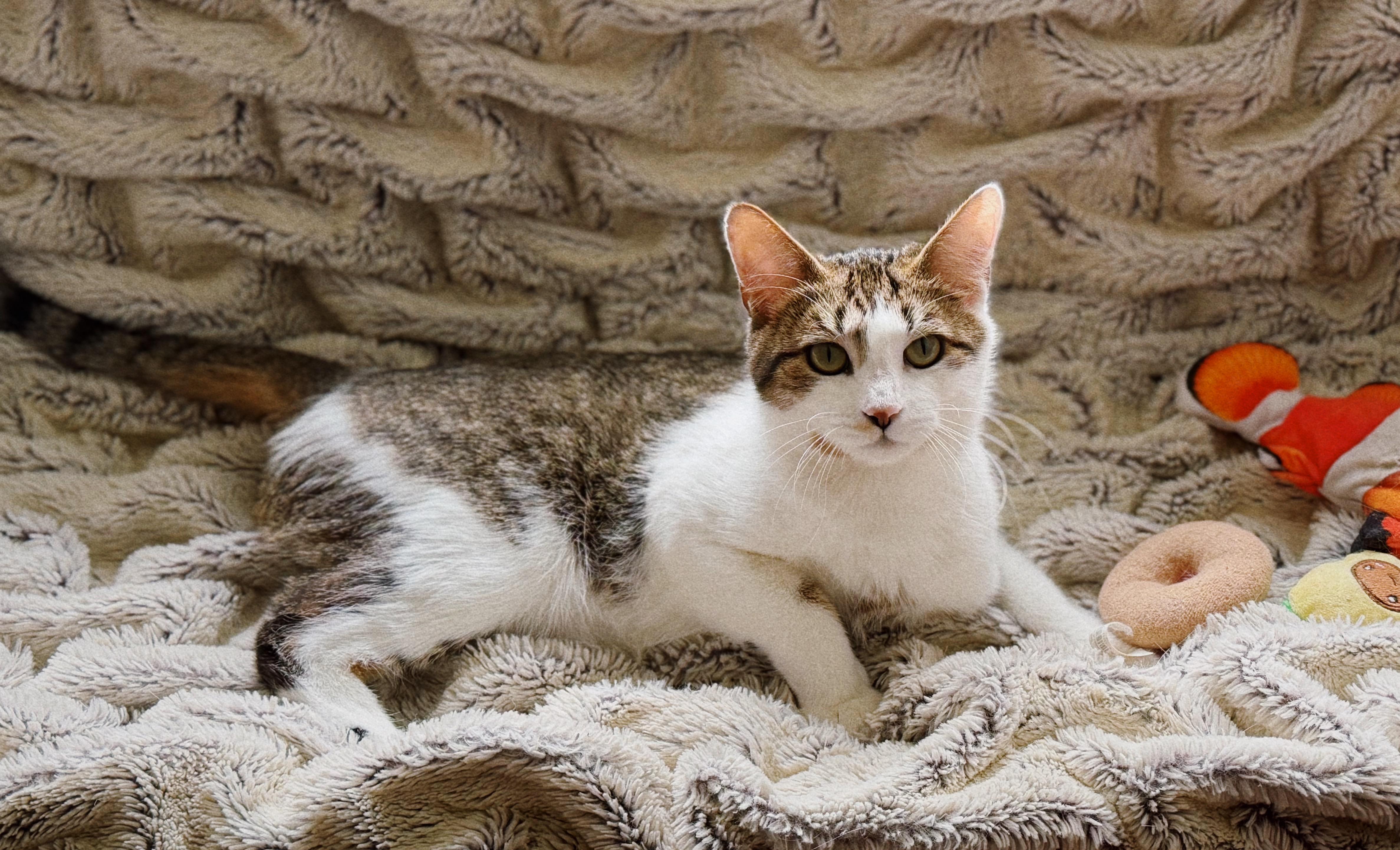 Missy, an adopted Domestic Short Hair in Roberts Creek, BC image 1/3