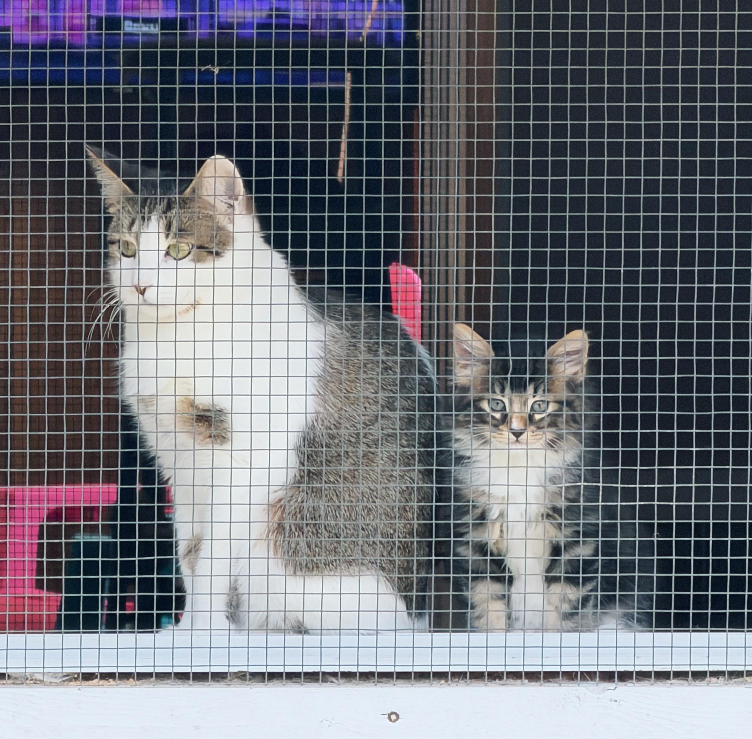 Missy, an adopted Domestic Short Hair in Roberts Creek, BC image 3/3