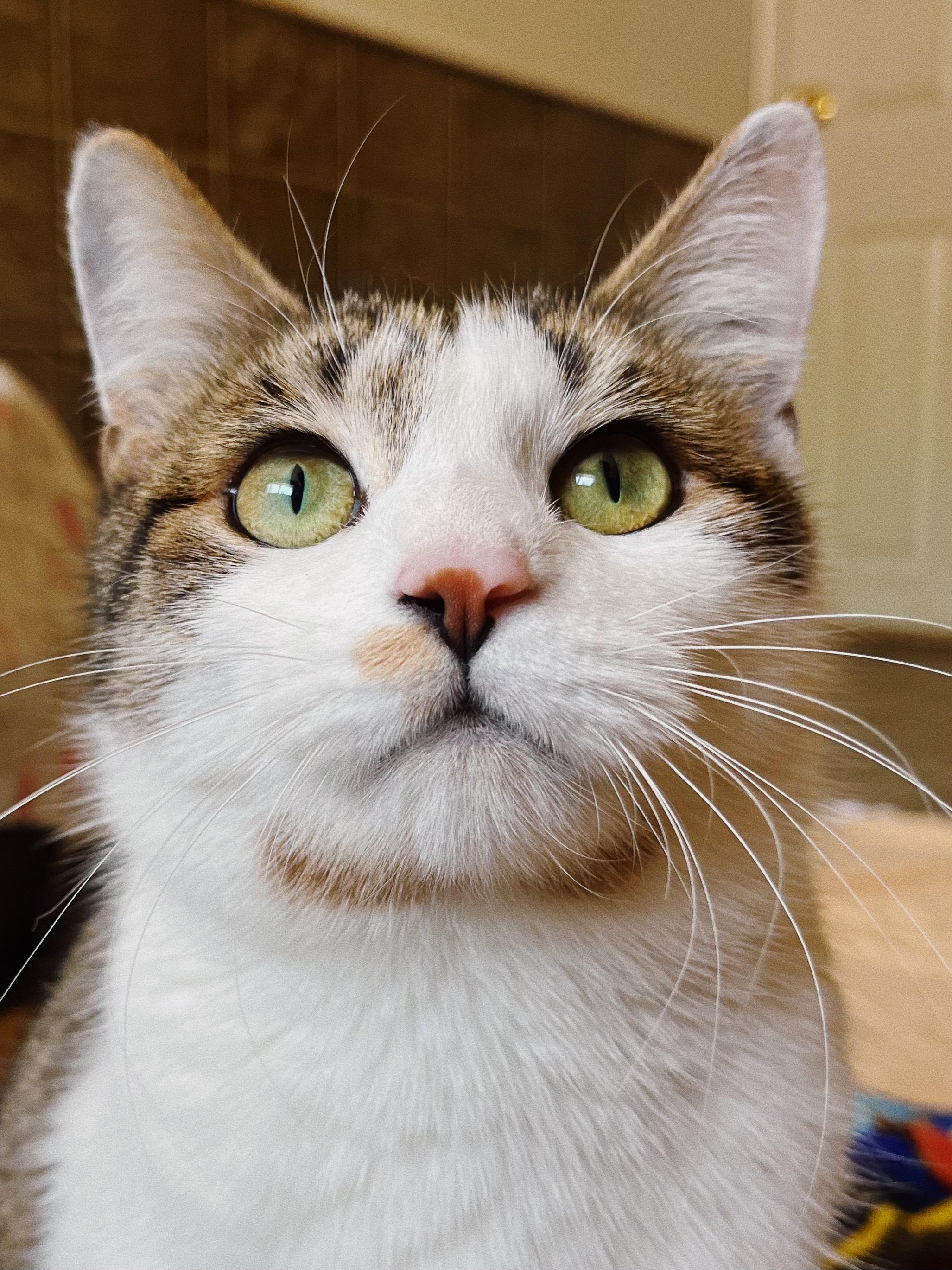 Missy, an adopted Domestic Short Hair in Roberts Creek, BC image 2/3