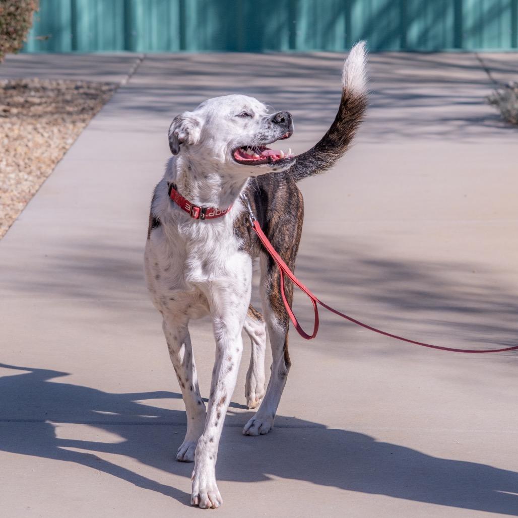 Enlarge Jango, a Adoptable mixed breed in Albuquerque, NM image 3/6