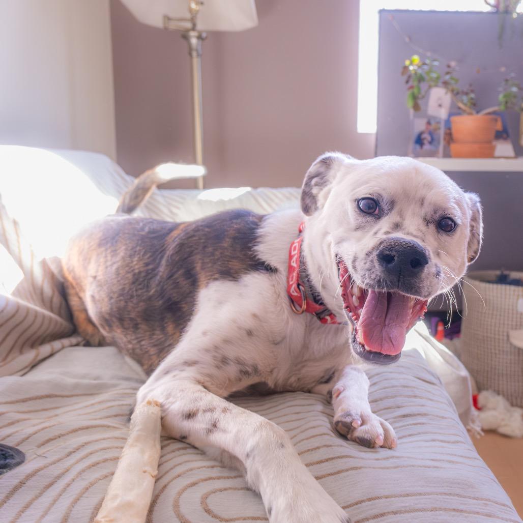 Enlarge Jango, a Adoptable mixed breed in Albuquerque, NM image 5/6