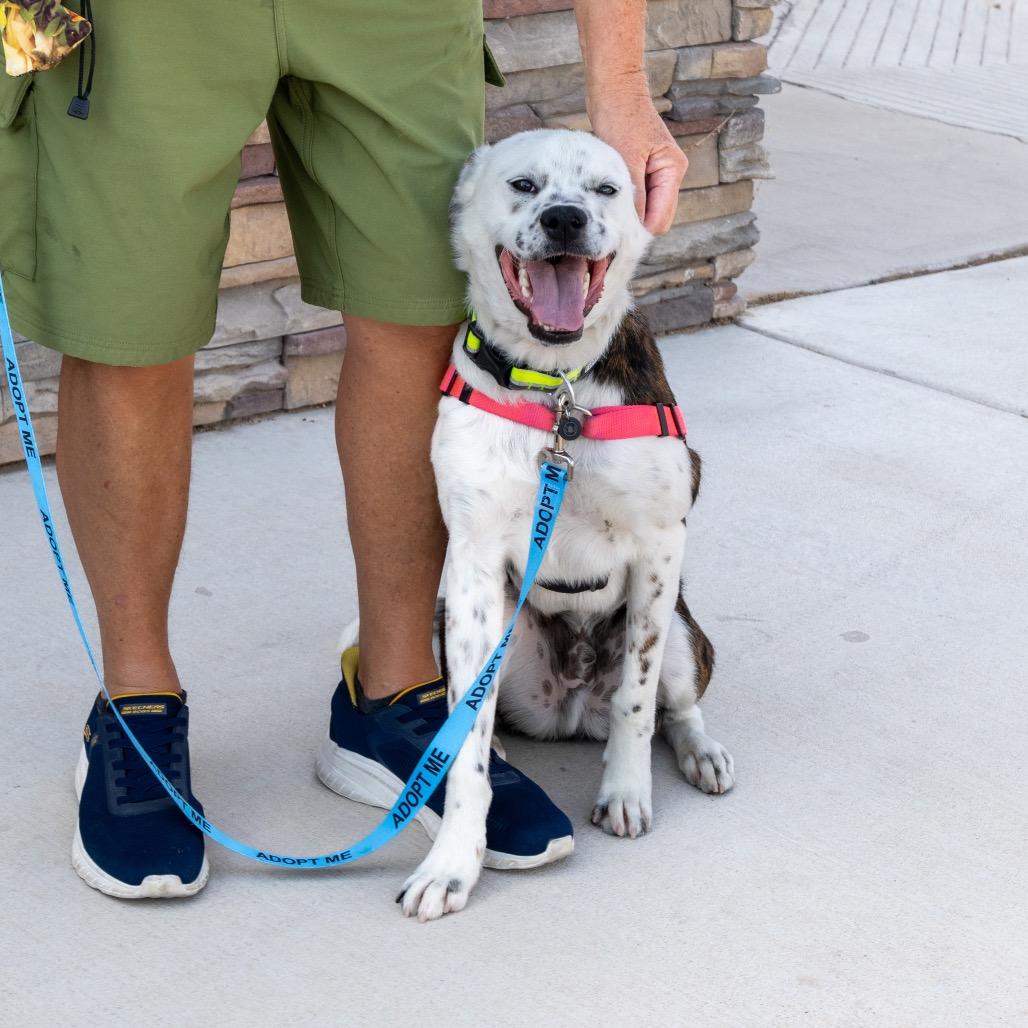 Enlarge Jango, a Adoptable mixed breed in Albuquerque, NM image 6/6