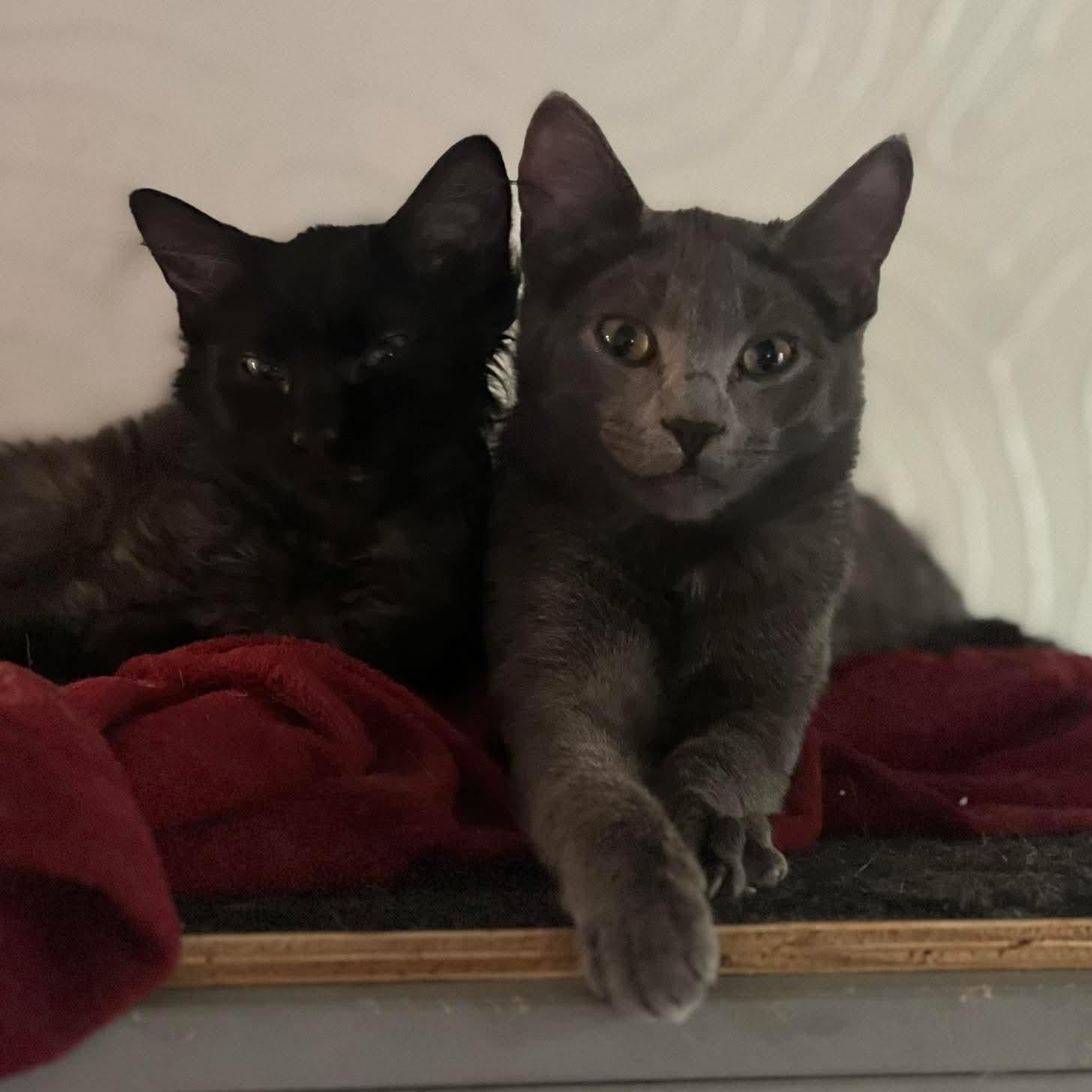 Moon, Adoptable, Young Male Domestic Short Hair.