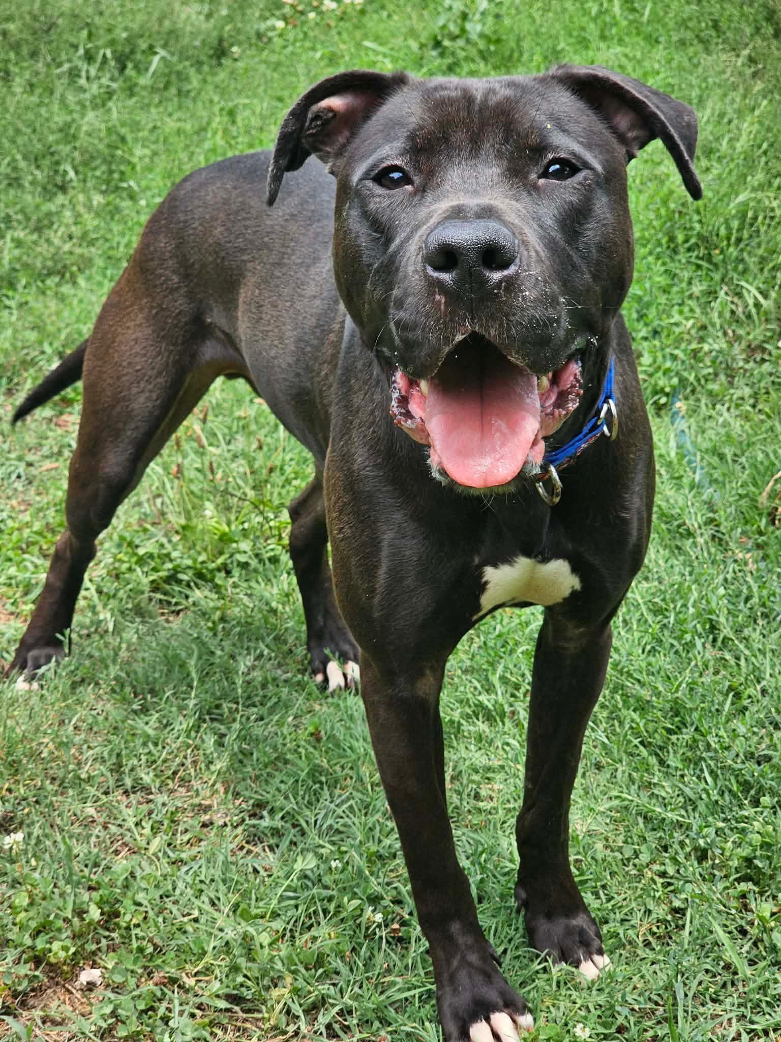 Linus, a Adoptable mixed breed in Cary, NC image 2/3