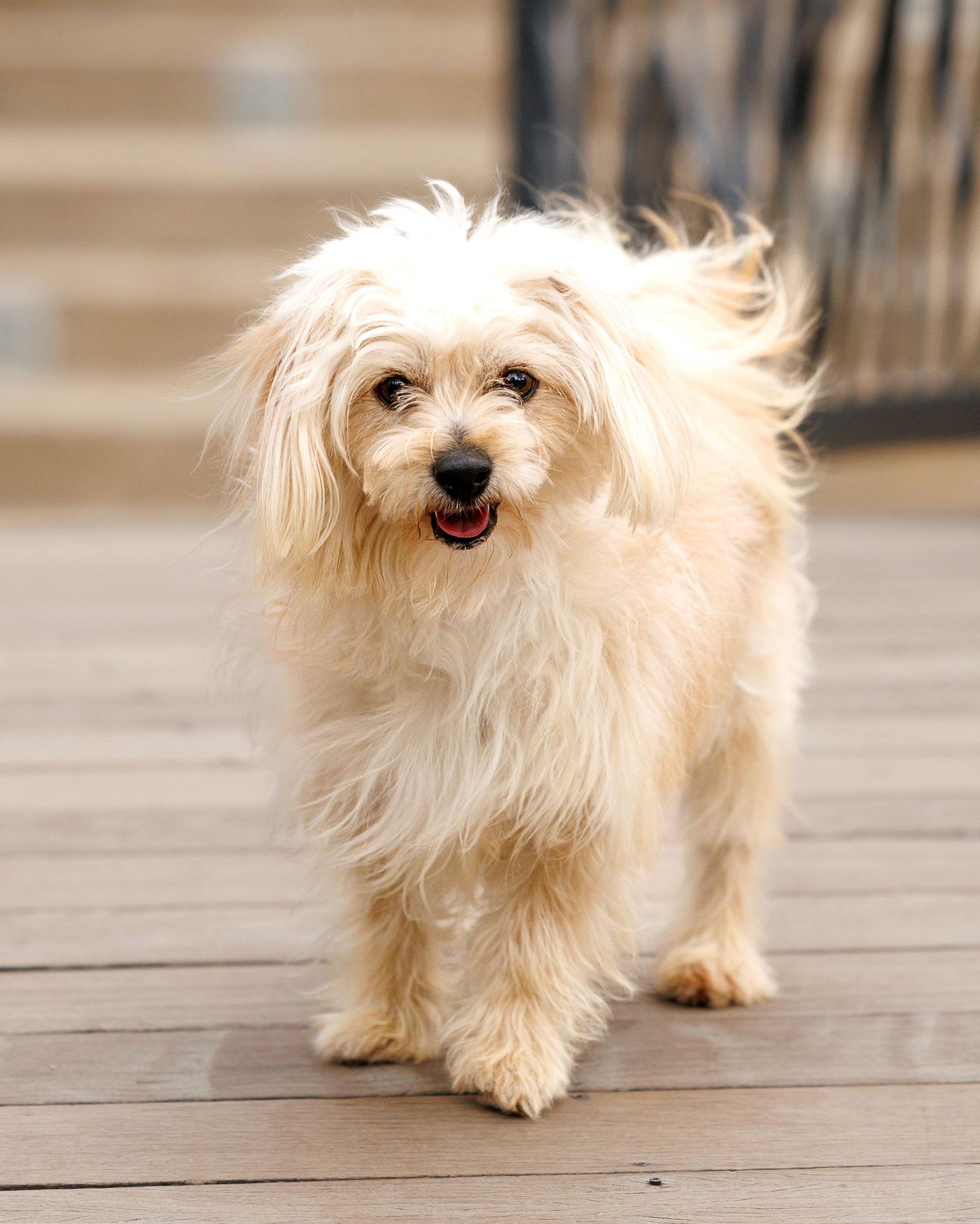 Heathcliff, Adoptable, Young Male Maltese & Havanese.