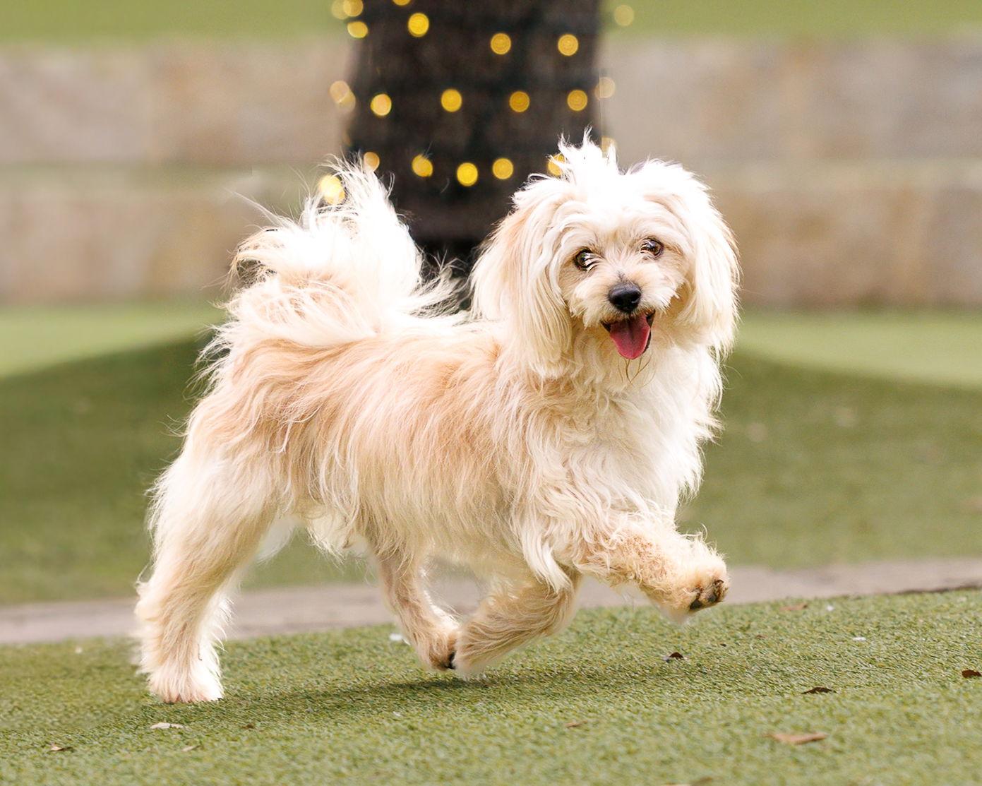 Enlarge Heathcliff, a Adoptable mixed breed in McKinney, TX image 2/3