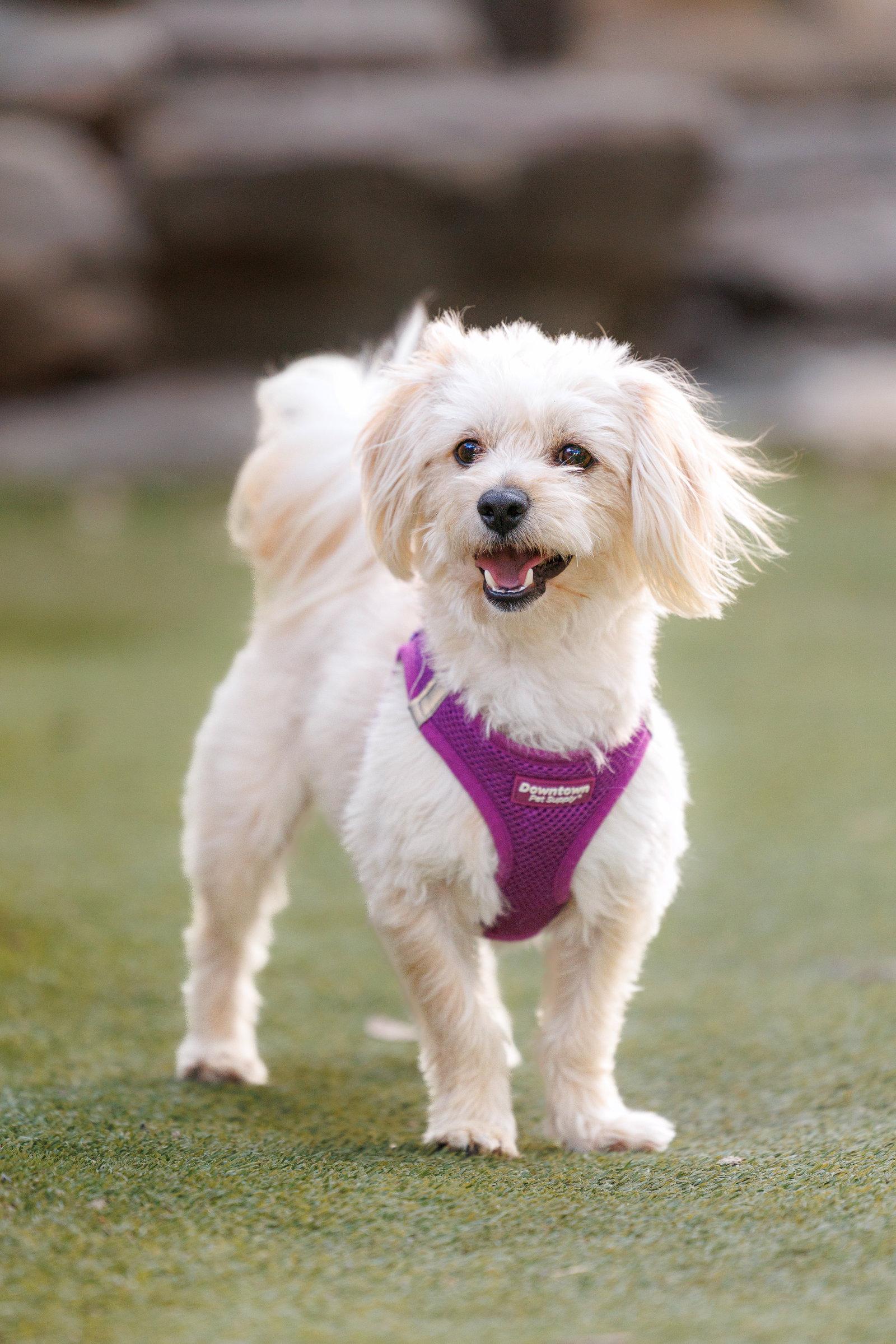 Enlarge Heathcliff, a Adoptable mixed breed in McKinney, TX image 1/3