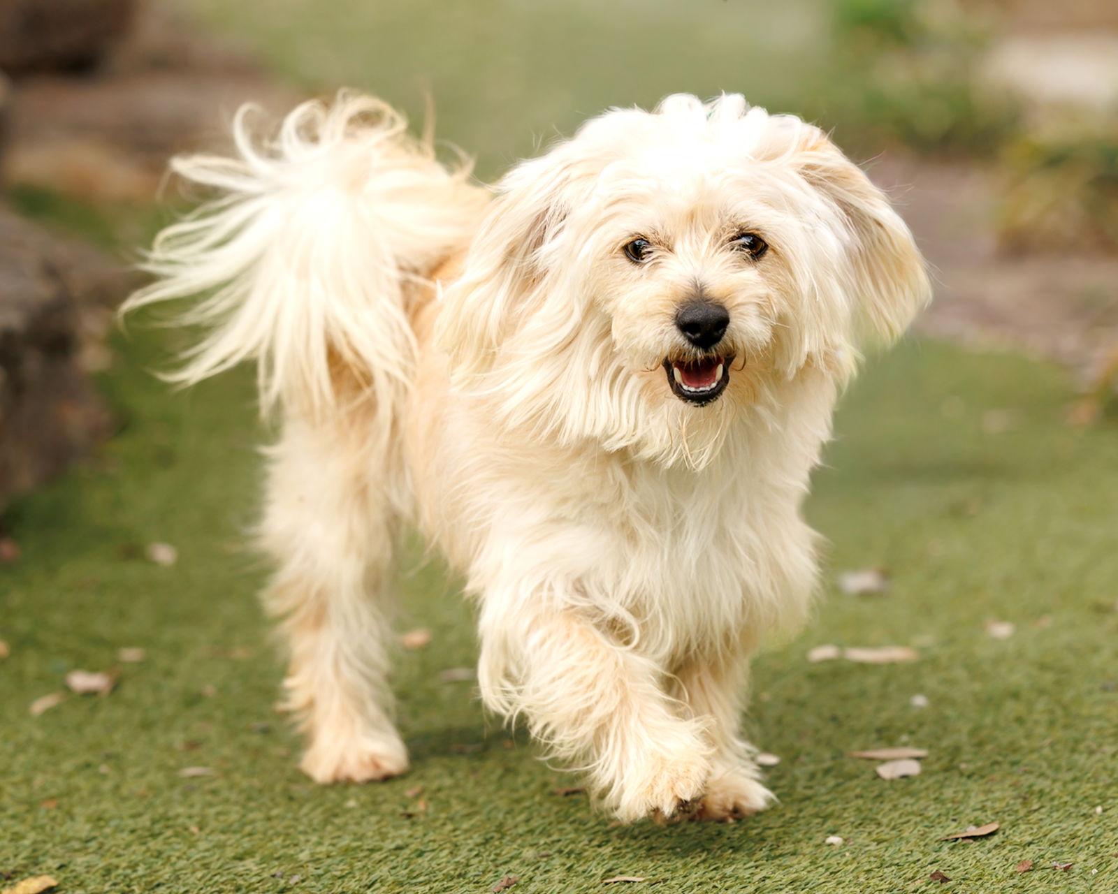 Enlarge Heathcliff, a Adoptable mixed breed in McKinney, TX image 3/3