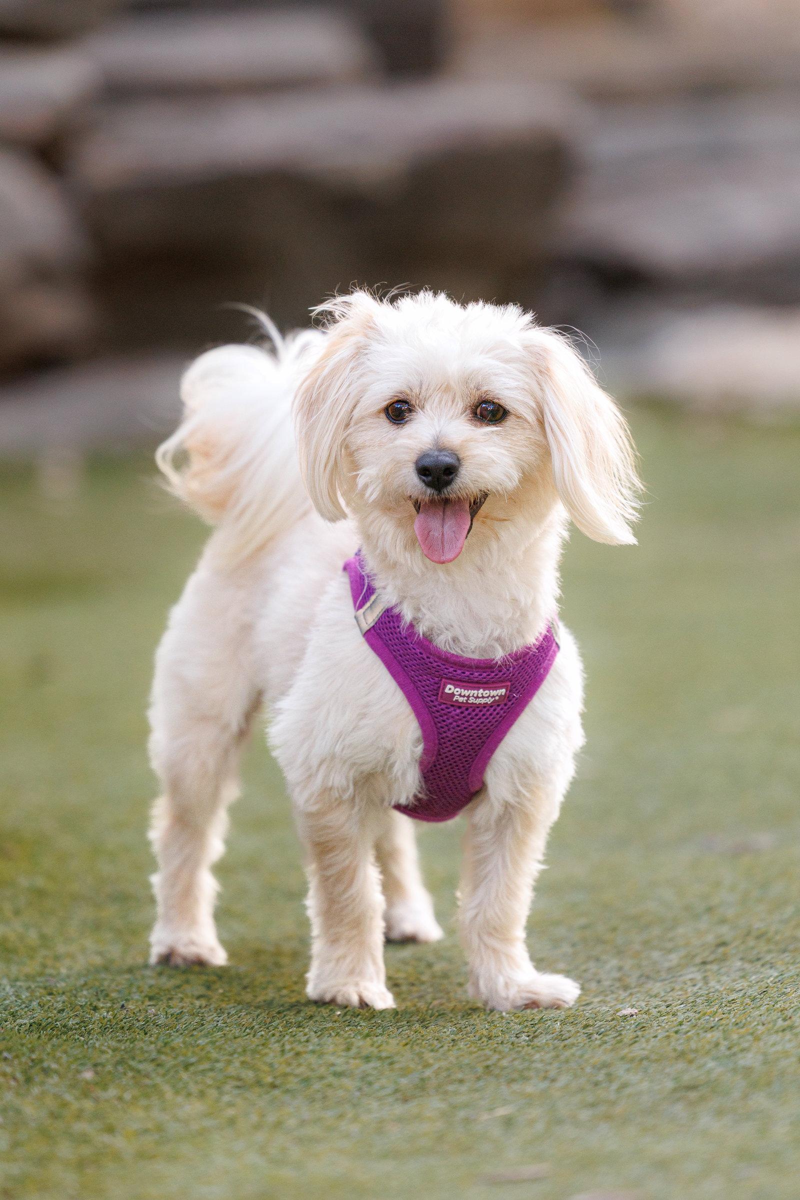 Enlarge Heathcliff, a Adoptable mixed breed in McKinney, TX image 2/3