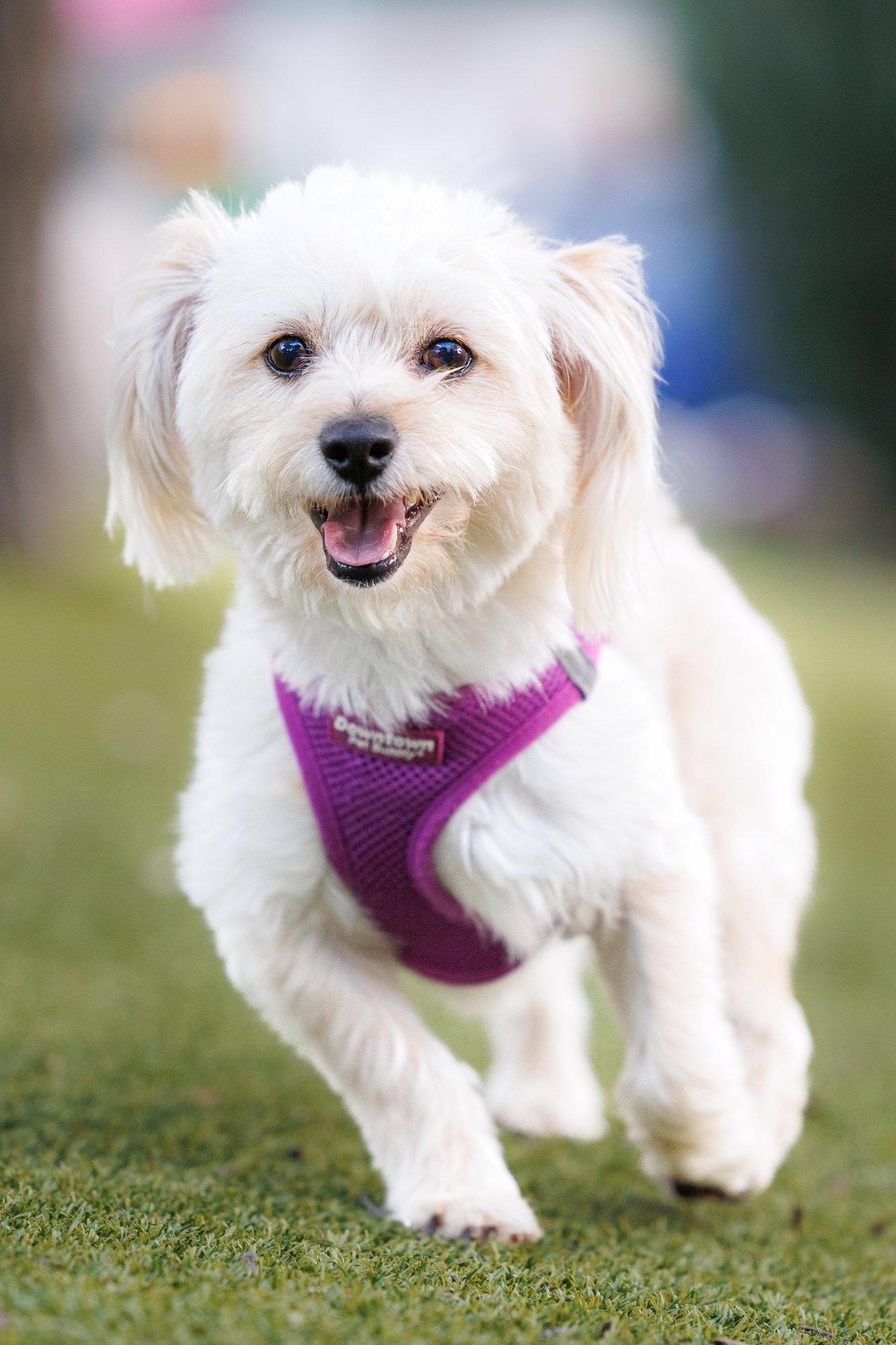 Enlarge Heathcliff, a Adoptable mixed breed in McKinney, TX image 3/3