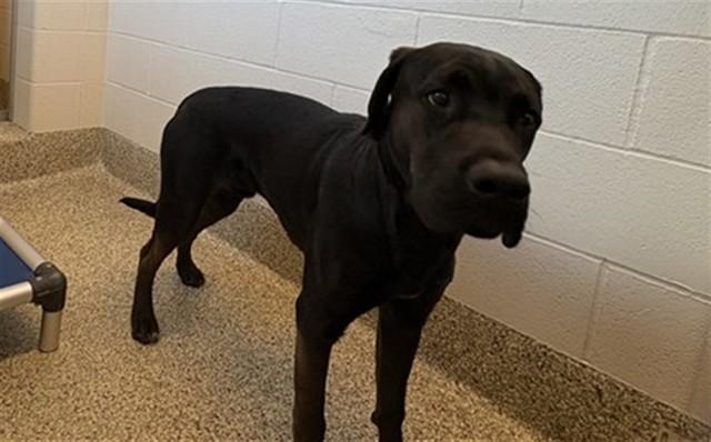 KRIS KRINGLE, Adoptable, Young Male Labrador Retriever & Mixed Breed.