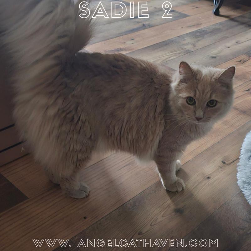 Sadie 2, ADOPTABLE, Young Female Domestic Medium Hair.
