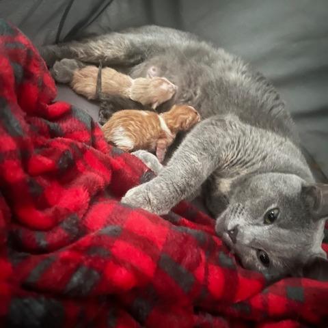 Enlarge Park Ranger, a Adoptable Domestic Short Hair in St. Paul, MN image 1/4