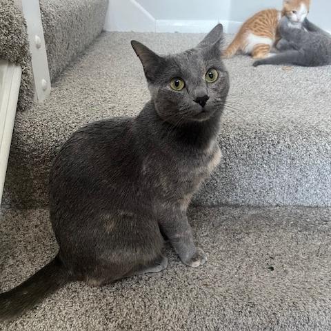 Enlarge Park Ranger, a Adoptable Domestic Short Hair in St. Paul, MN image 2/4