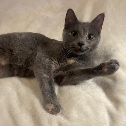 Enlarge Park Ranger, a Adoptable Domestic Short Hair in St. Paul, MN image 3/4