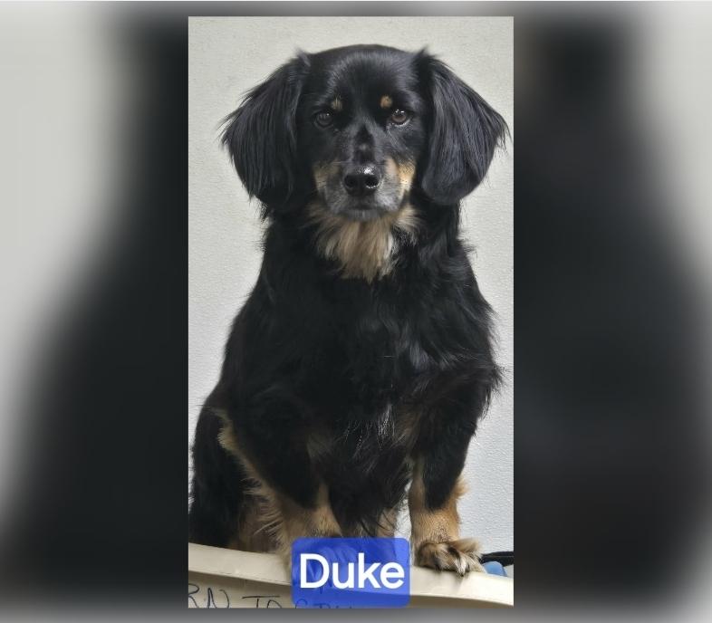 Enlarge Duke, a ADOPTABLE mixed breed in Wheelersburg, OH image 2/5