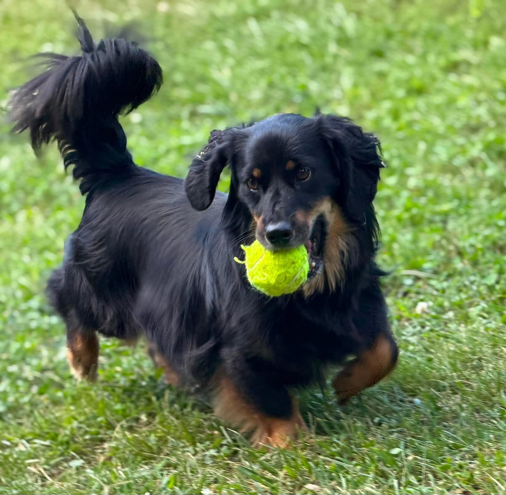 Duke, ADOPTABLE, Adult Male Dachshund (Long Haired).