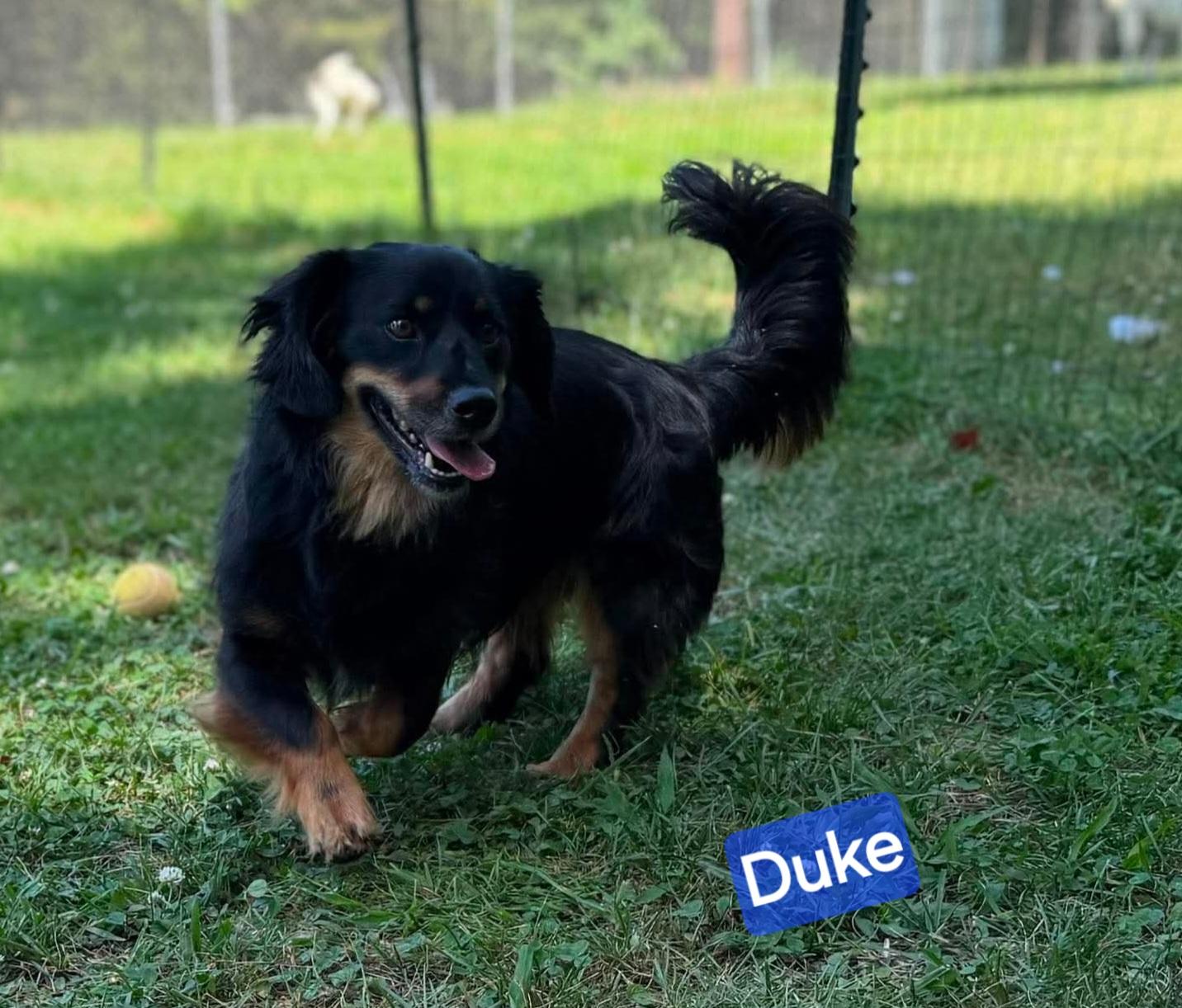 Enlarge Duke, a ADOPTABLE mixed breed in Wheelersburg, OH image 4/5